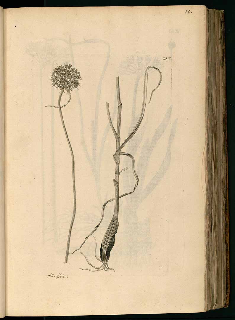 no HD illustration available (3)