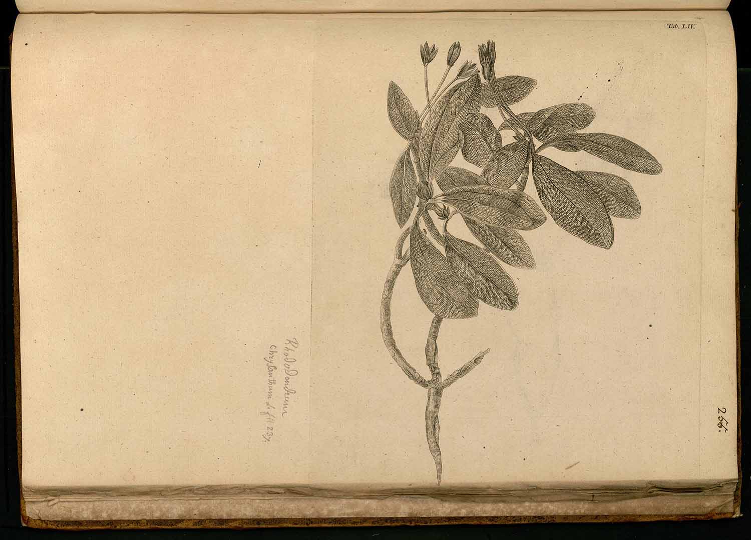 no HD illustration available (3)