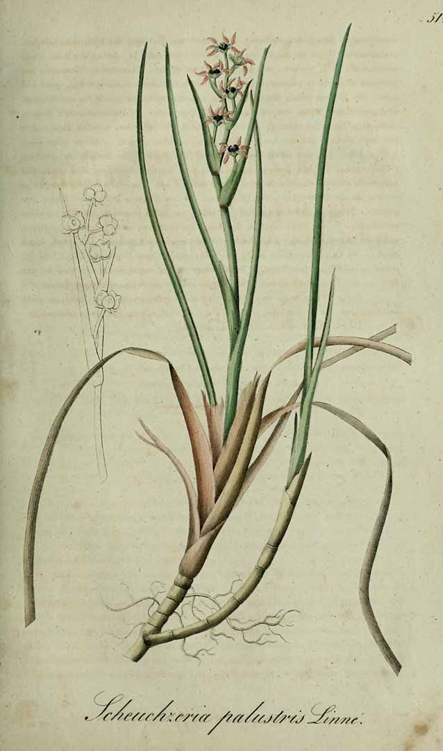 no HD illustration available (3)