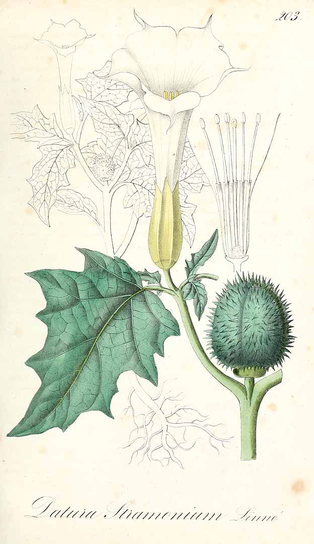 no HD illustration available (3)