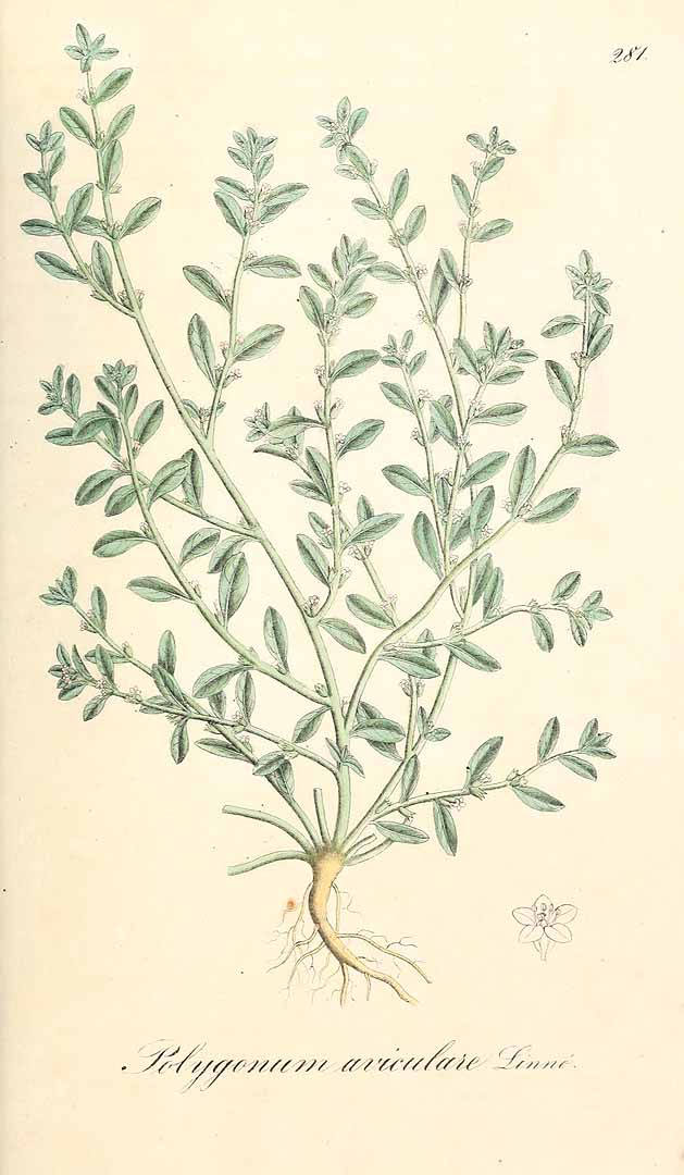 no HD illustration available (3)