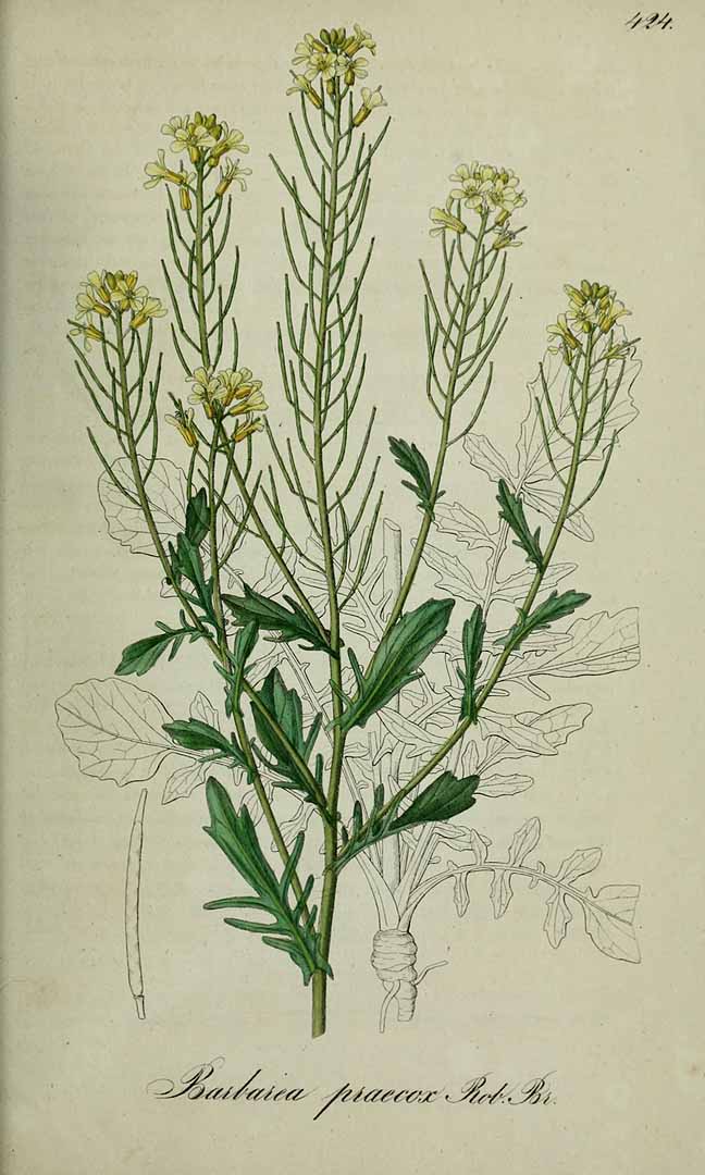 no HD illustration available (3)