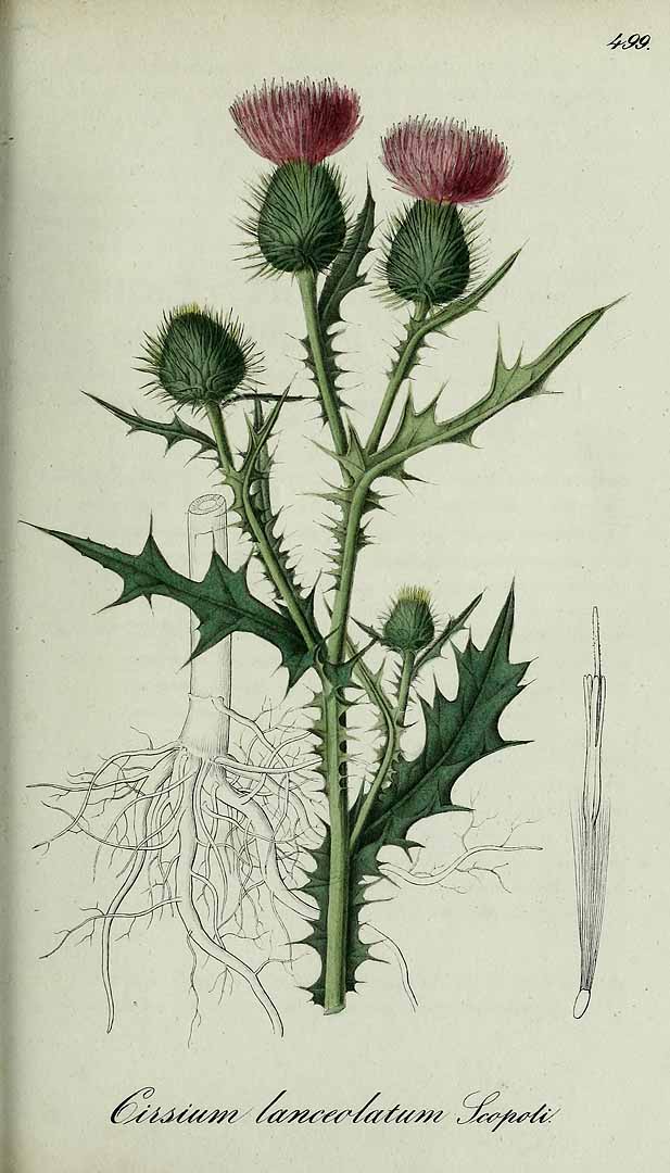 no HD illustration available (3)