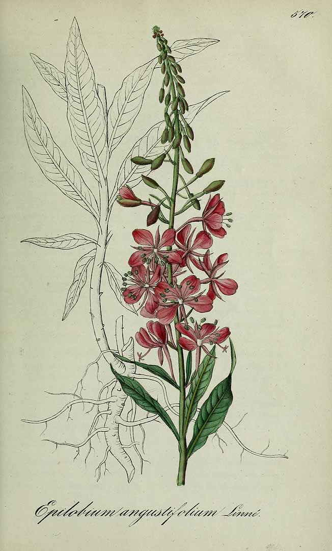 no HD illustration available (3)