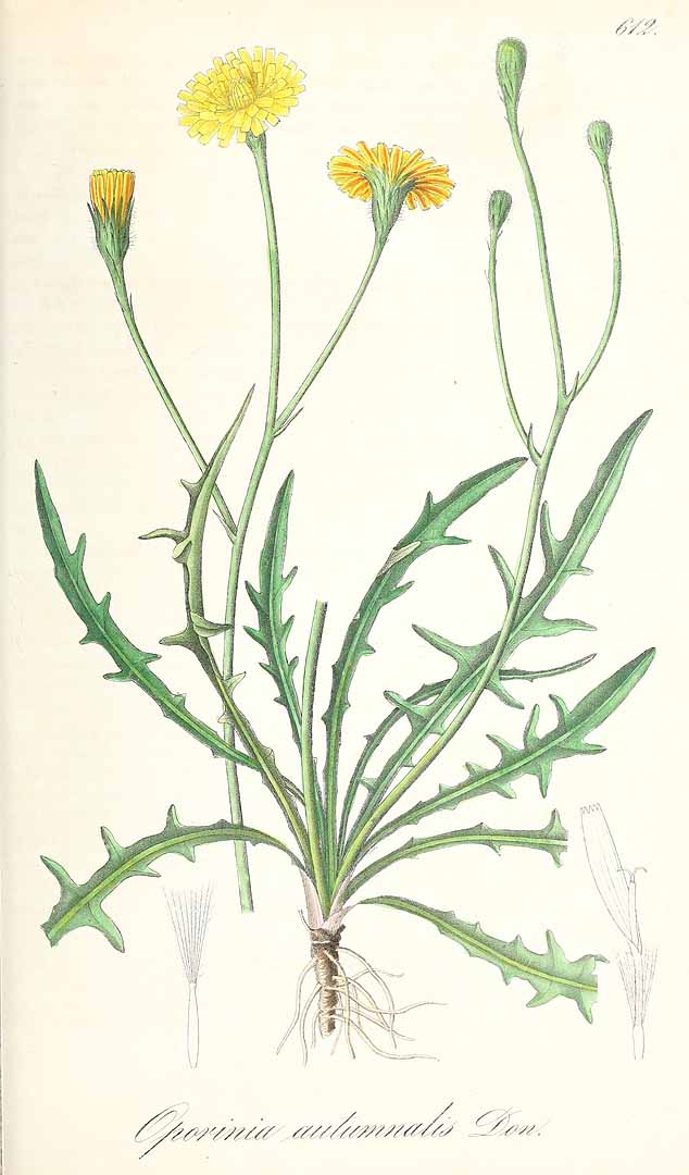 no HD illustration available (3)