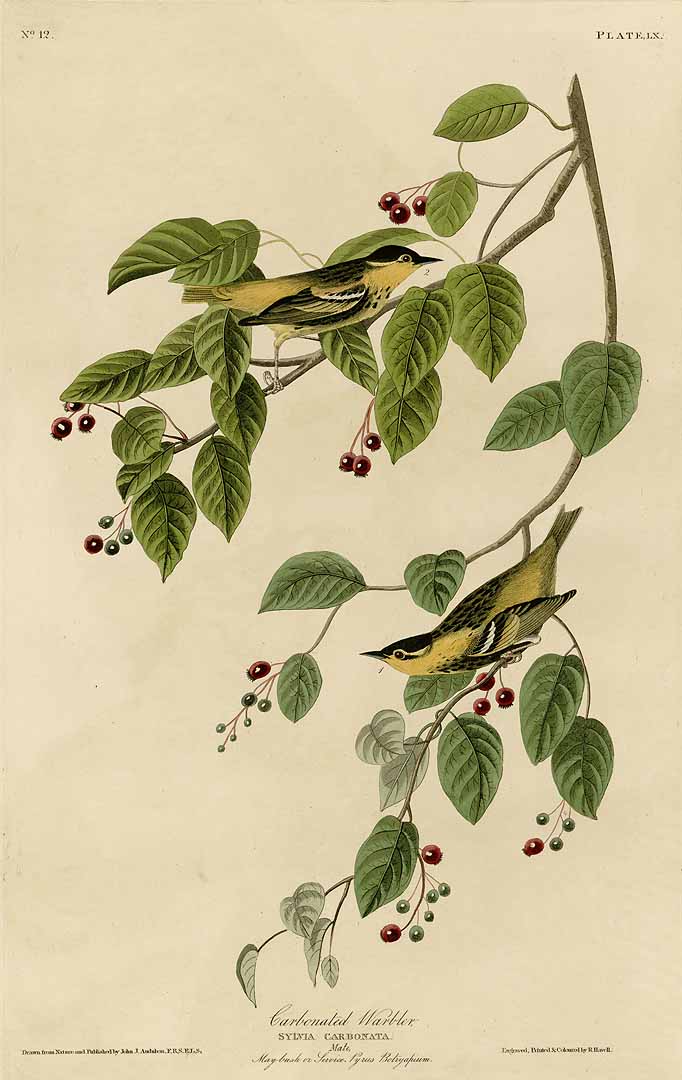 no HD illustration available (3)