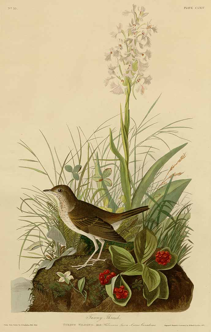 no HD illustration available (3)