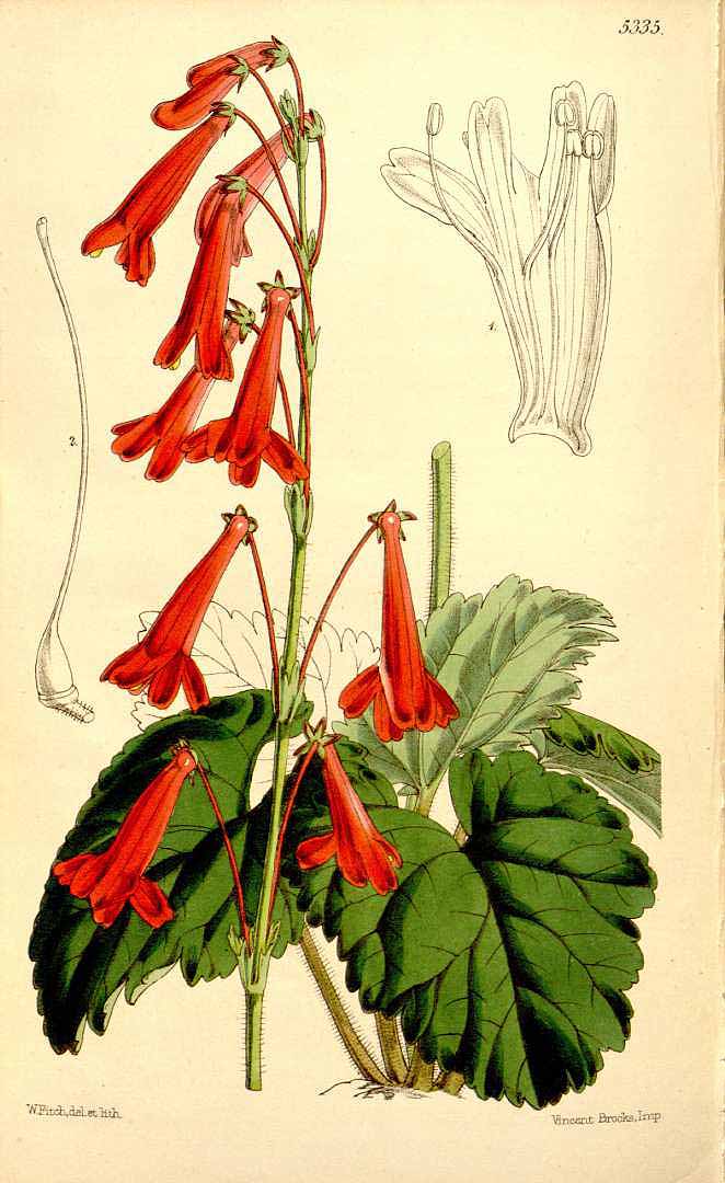 no HD illustration available (3)