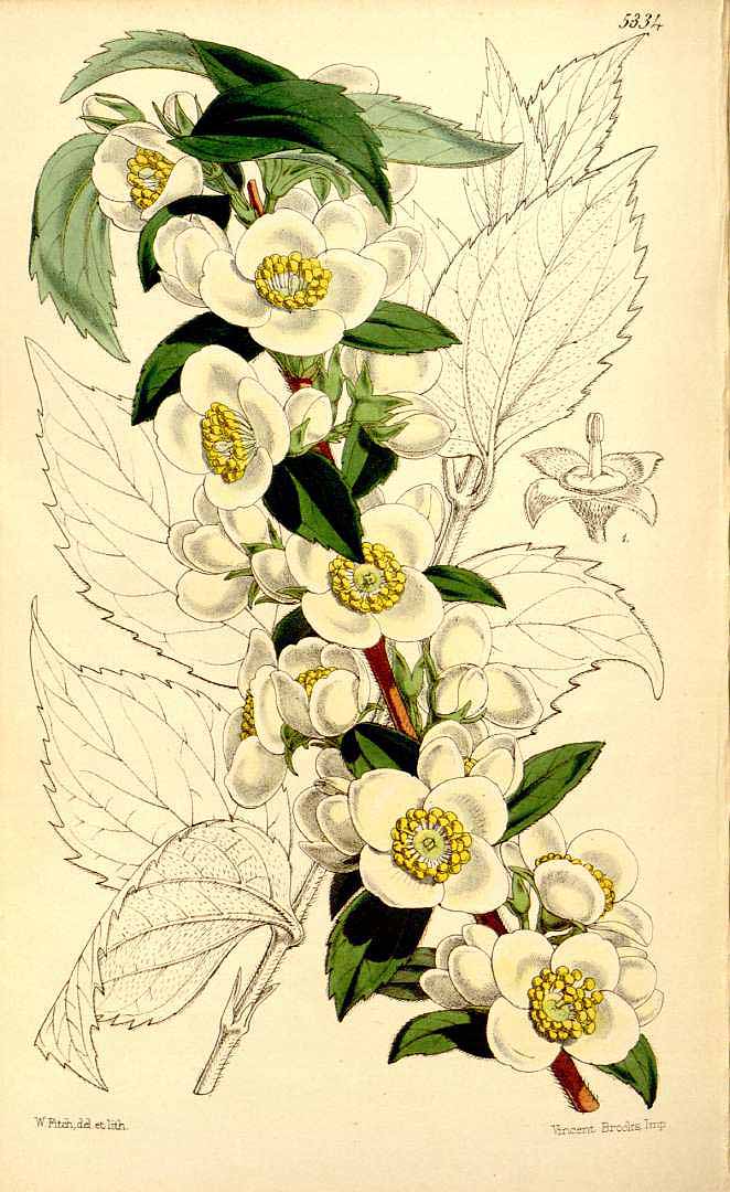 no HD illustration available (3)