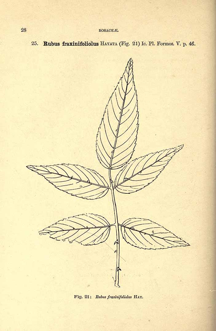 no HD illustration available (3)