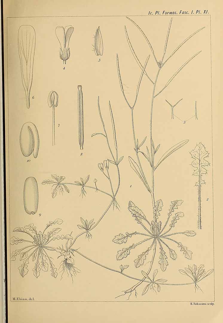 no HD illustration available (3)