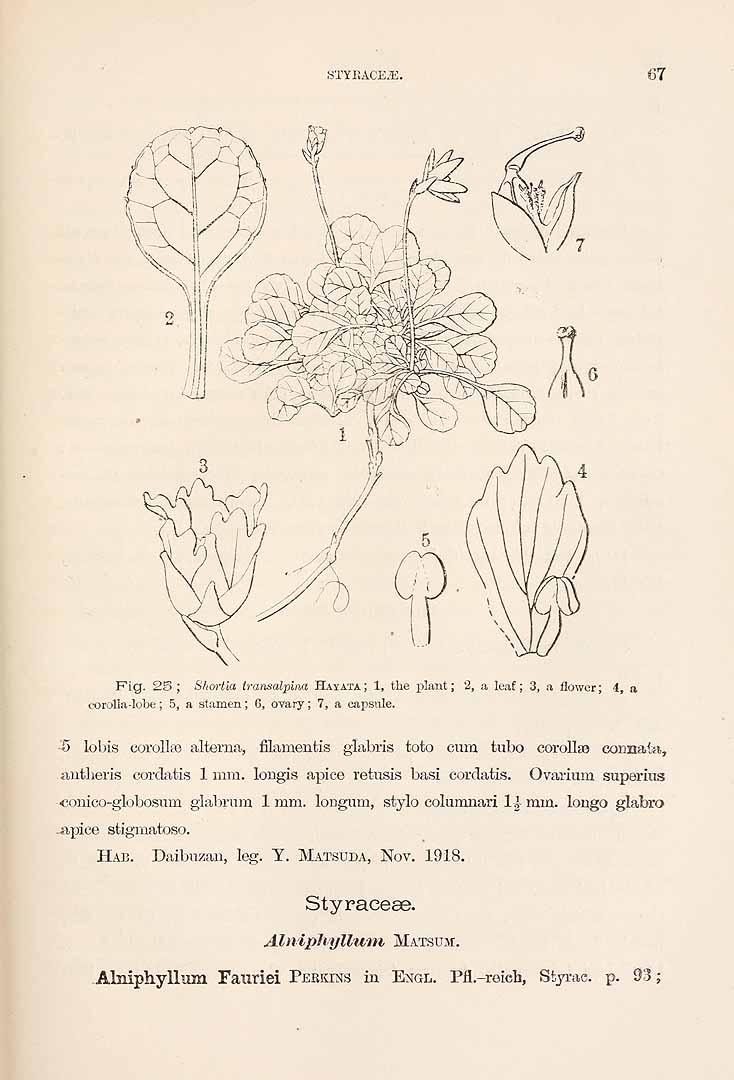 no HD illustration available (3)