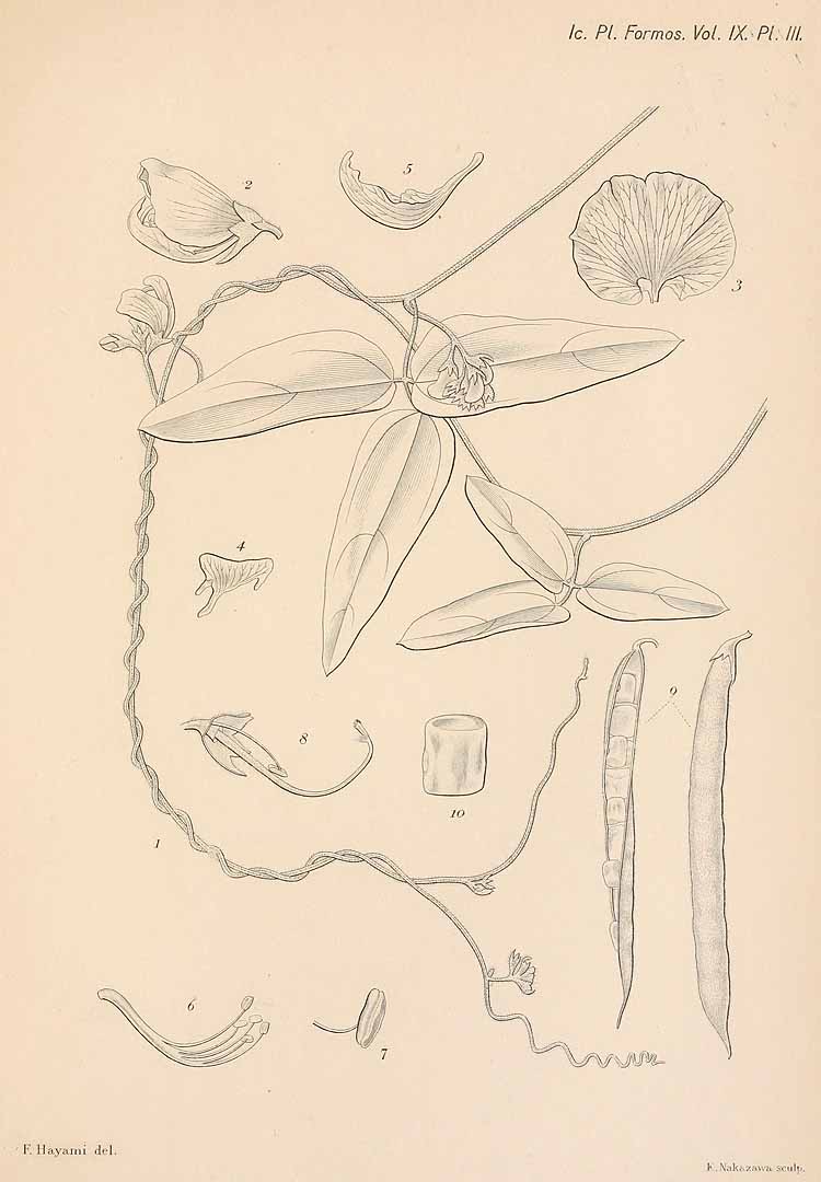 no HD illustration available (3)