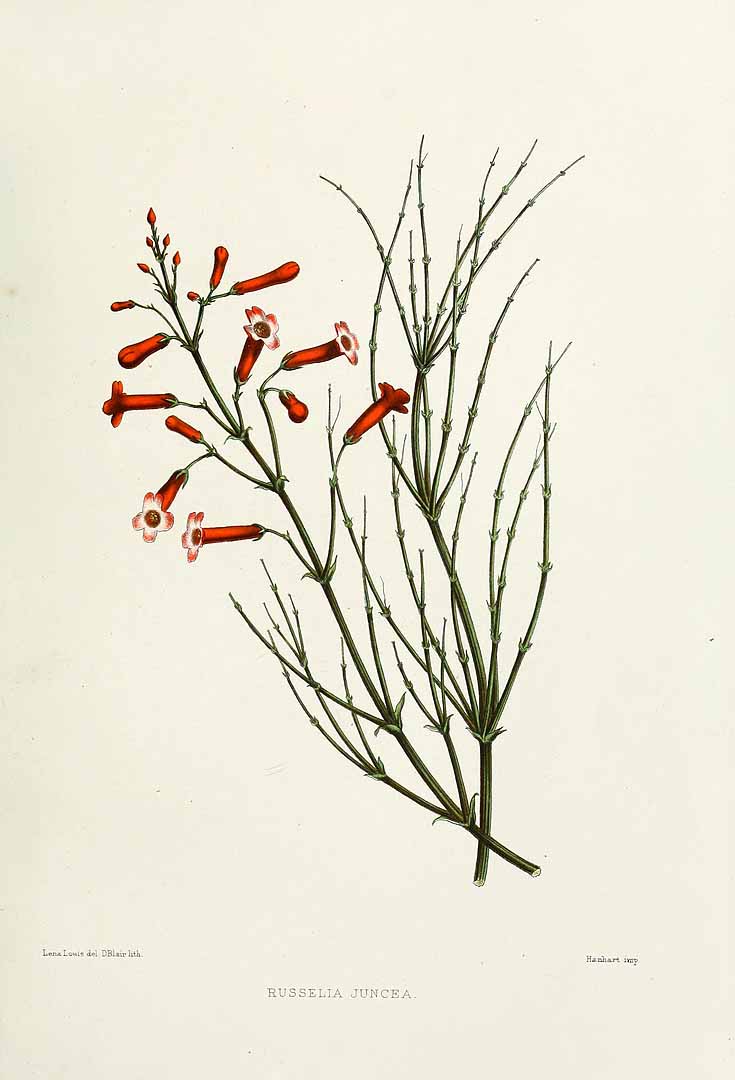 no HD illustration available (3)