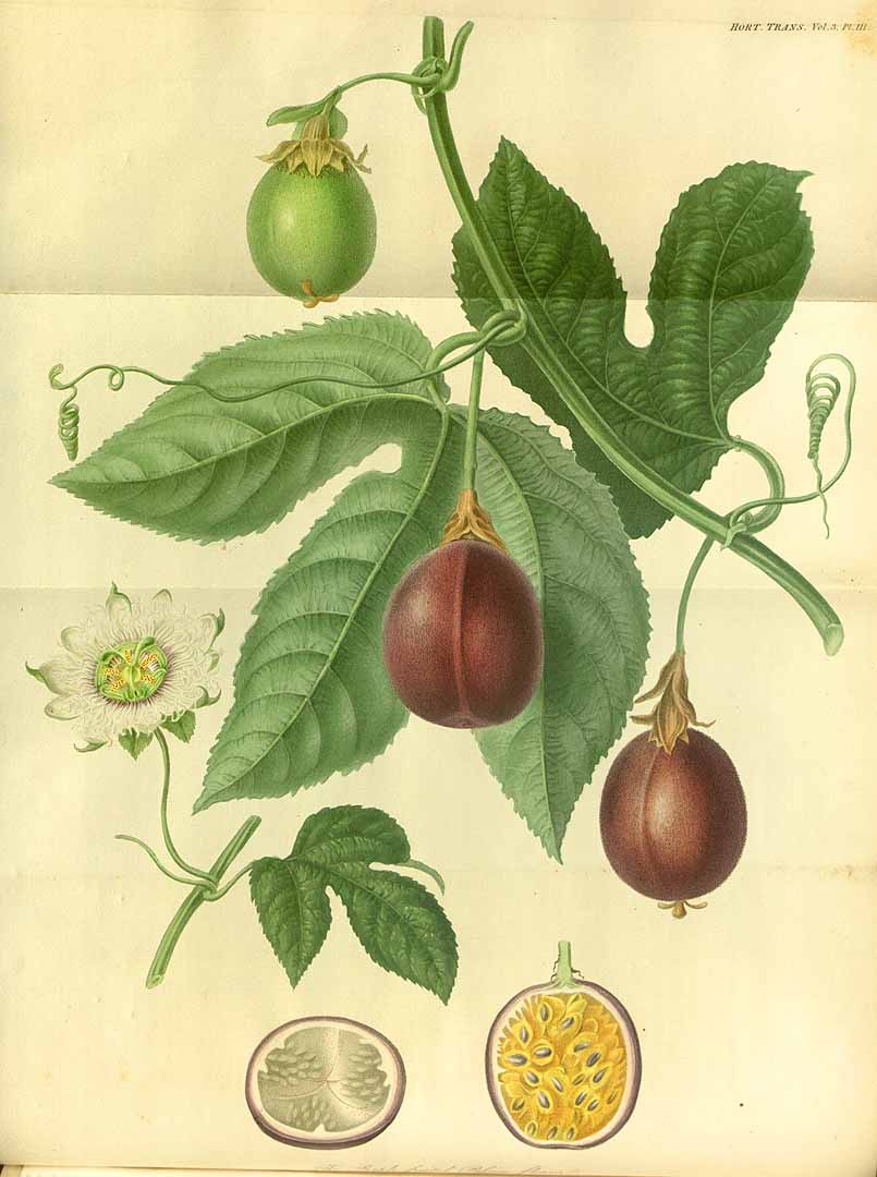 no HD illustration available (3)