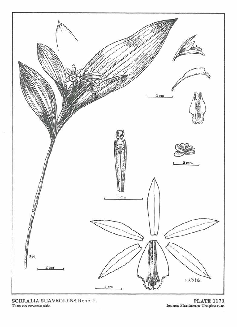 no HD illustration available (3)