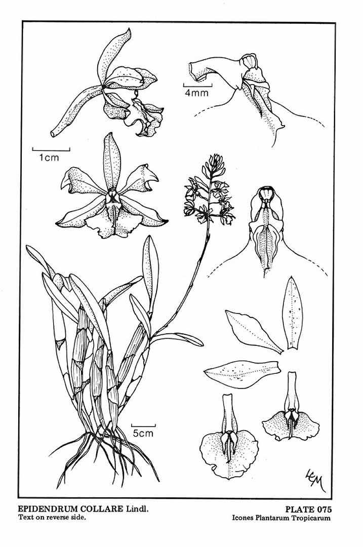 no HD illustration available (3)