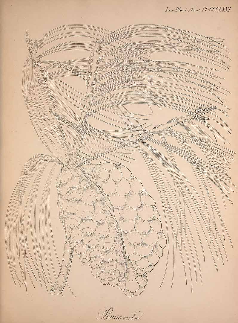 no HD illustration available (3)