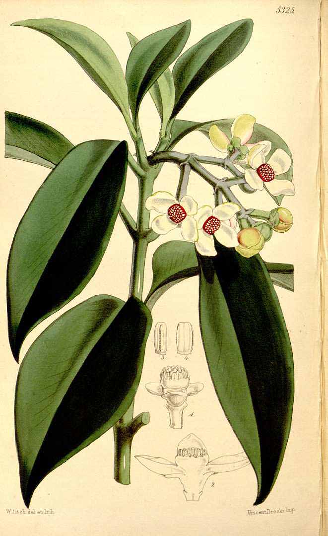 no HD illustration available (3)