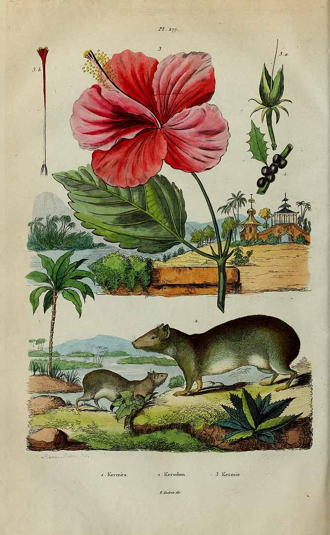 no HD illustration available (3)