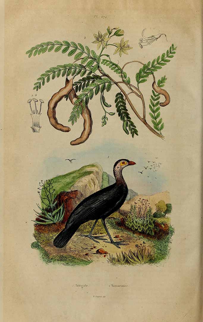 no HD illustration available (3)