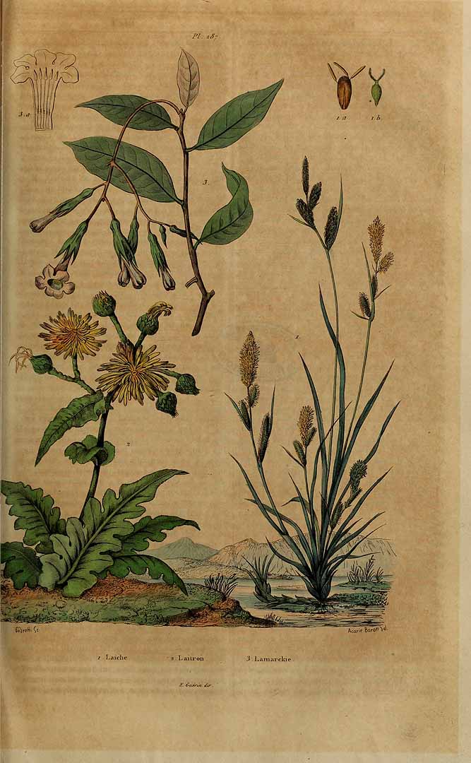 no HD illustration available (3)