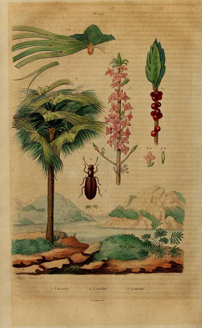 no HD illustration available (3)