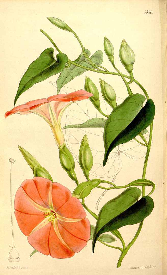 no HD illustration available (3)