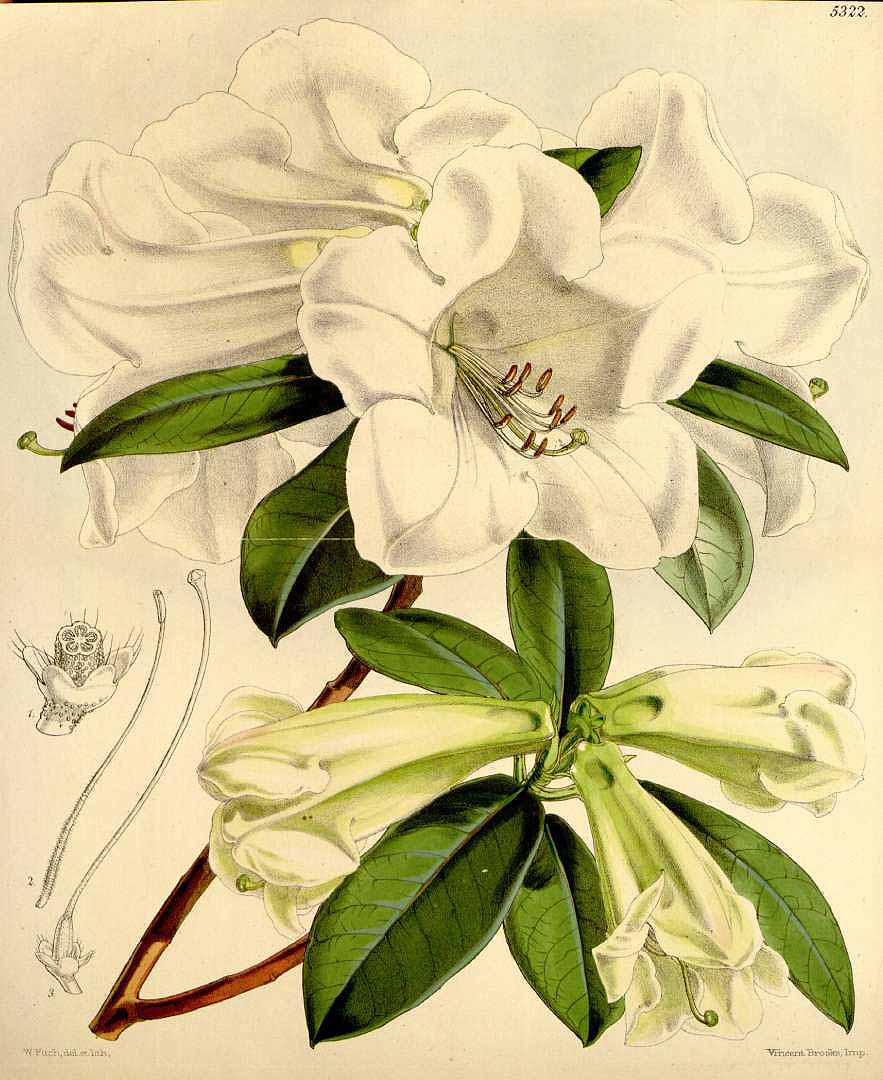 no HD illustration available (3)