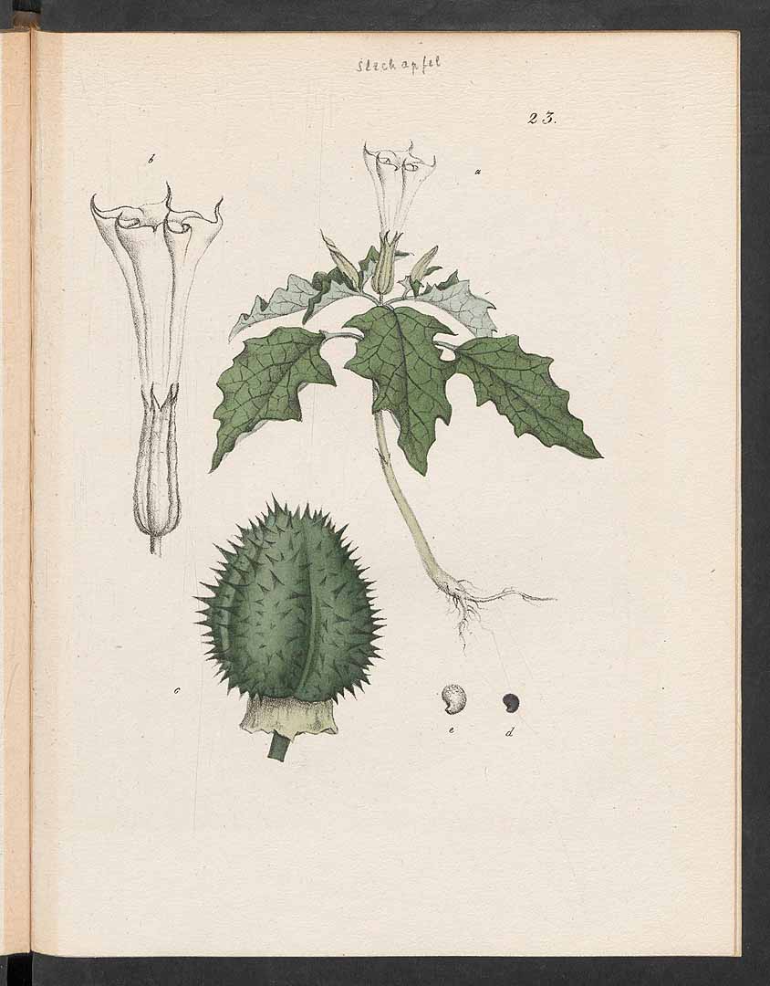 no HD illustration available (3)