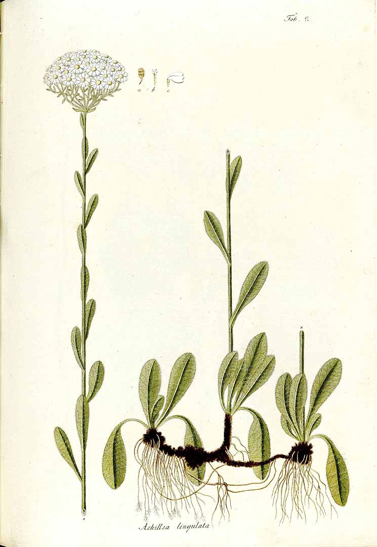 no HD illustration available (3)