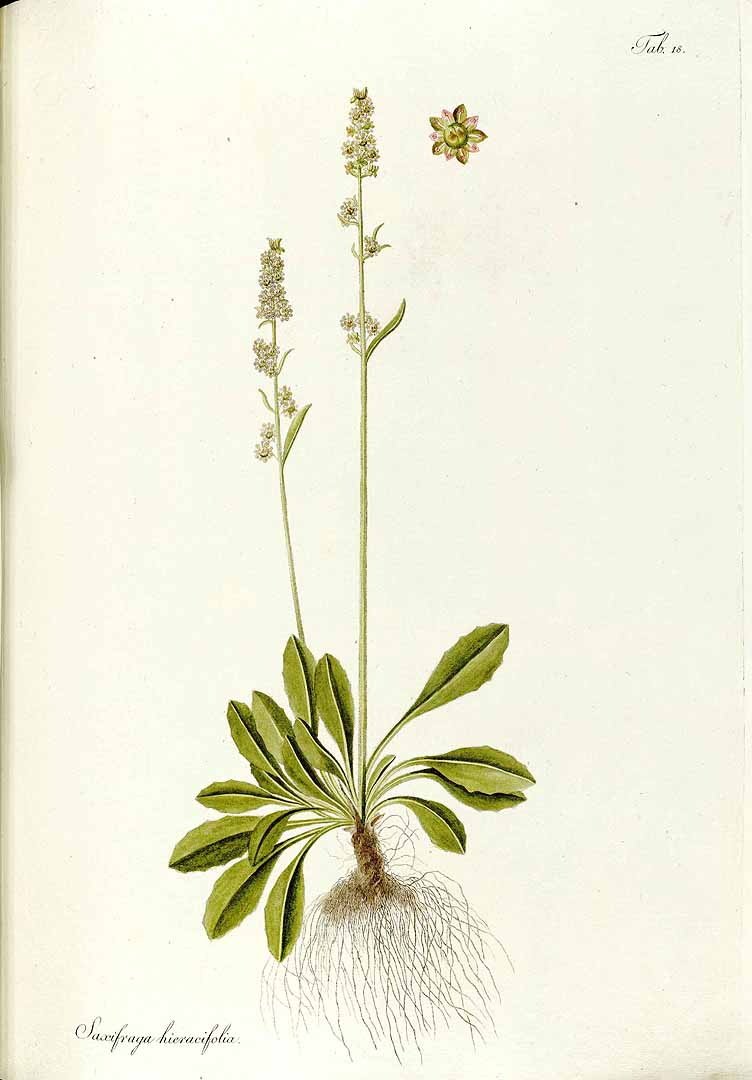 no HD illustration available (3)