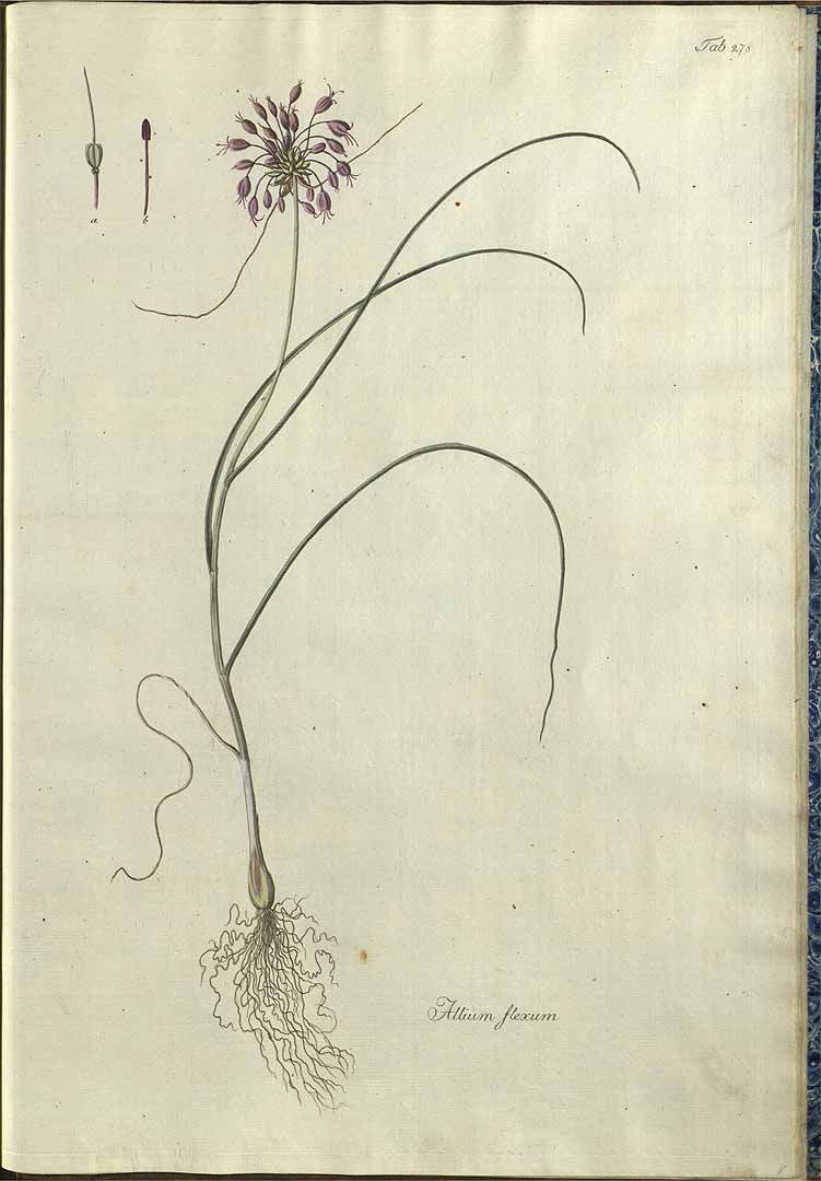 no HD illustration available (3)