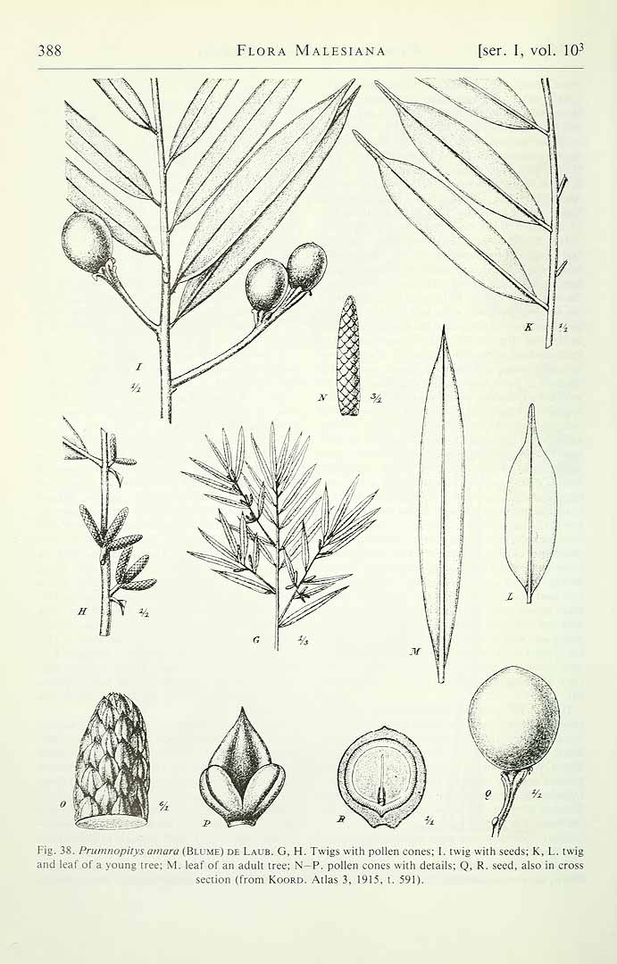 no HD illustration available (3)