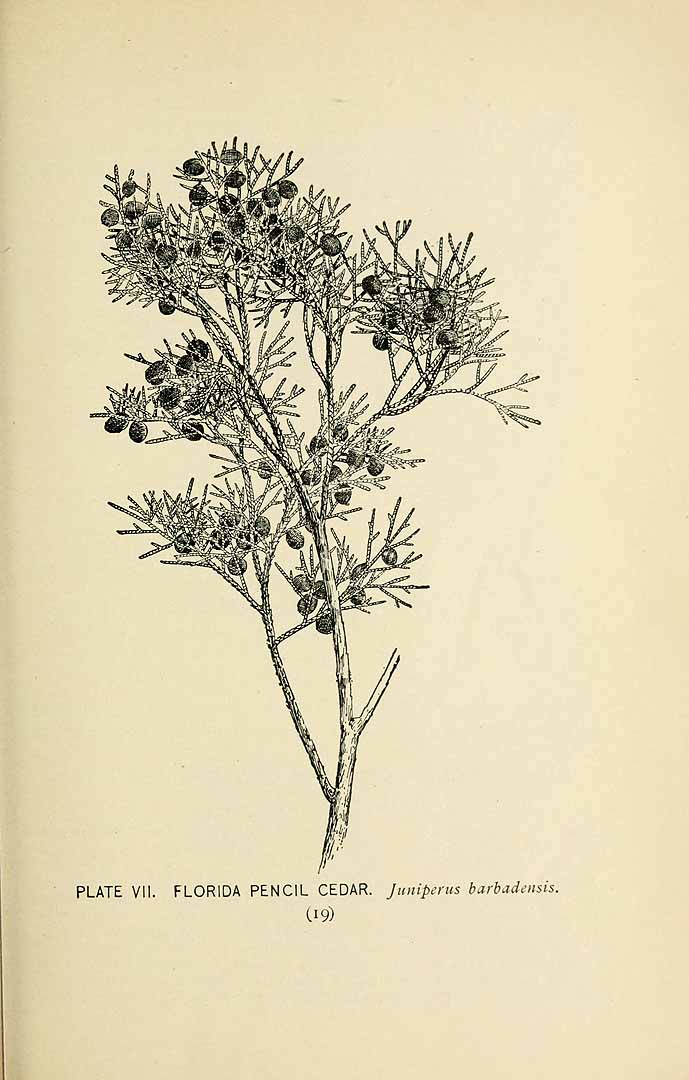 no HD illustration available (3)