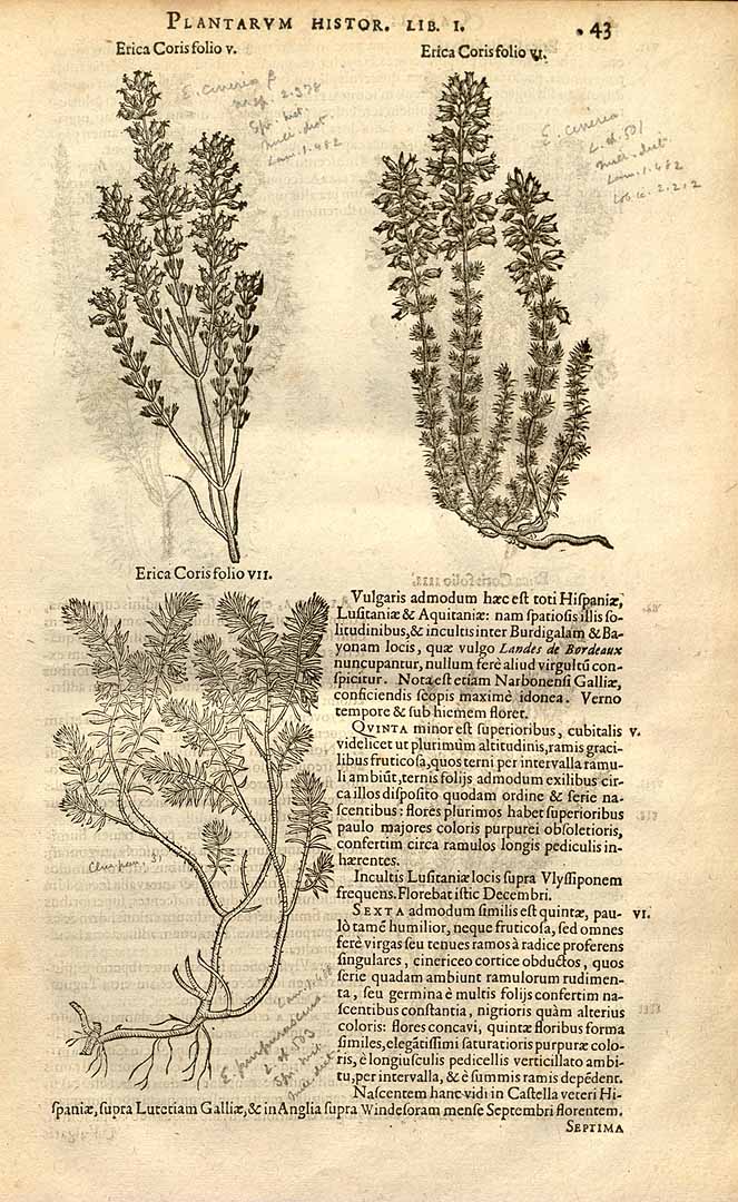 no HD illustration available (3)