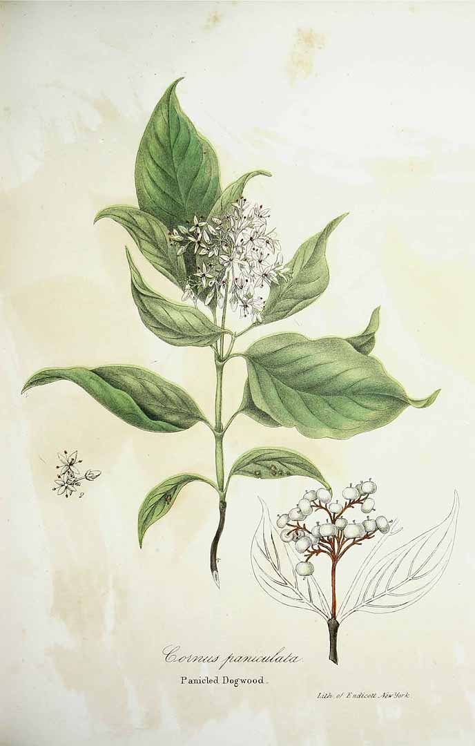 no HD illustration available (3)