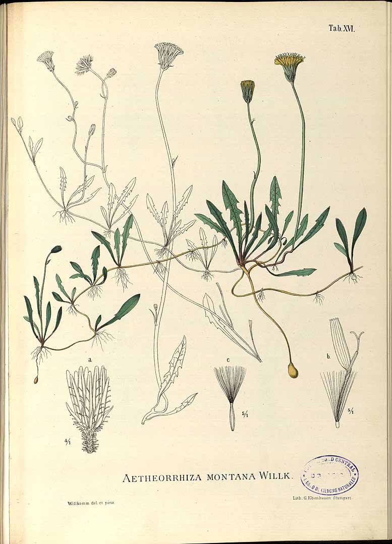 no HD illustration available (3)