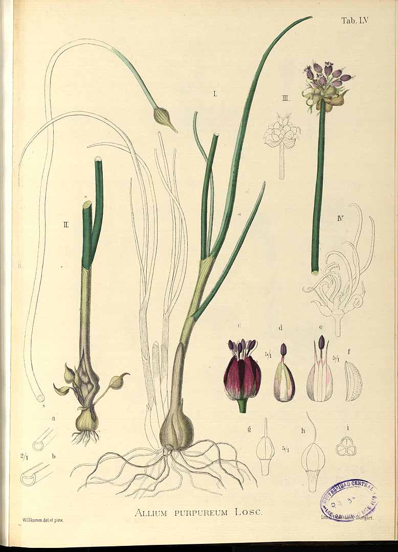 no HD illustration available (3)