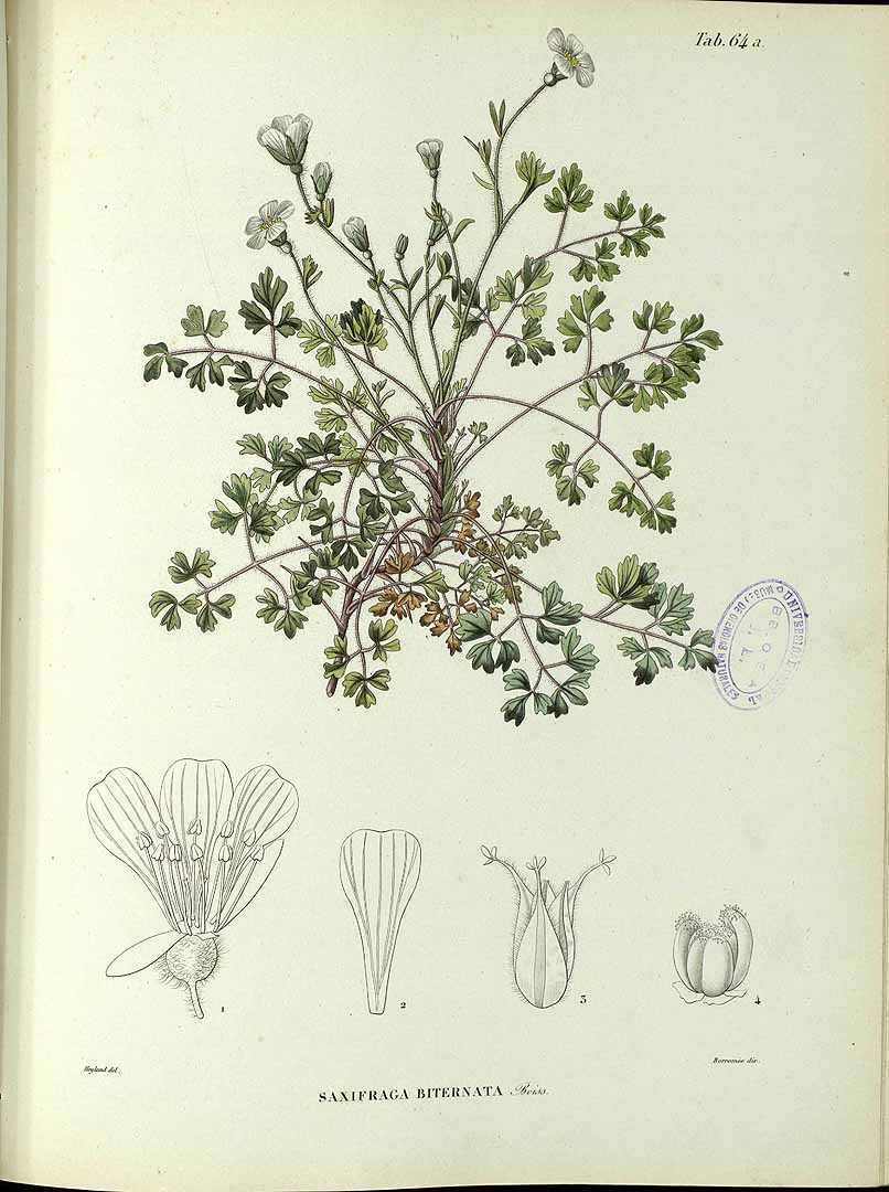 no HD illustration available (3)