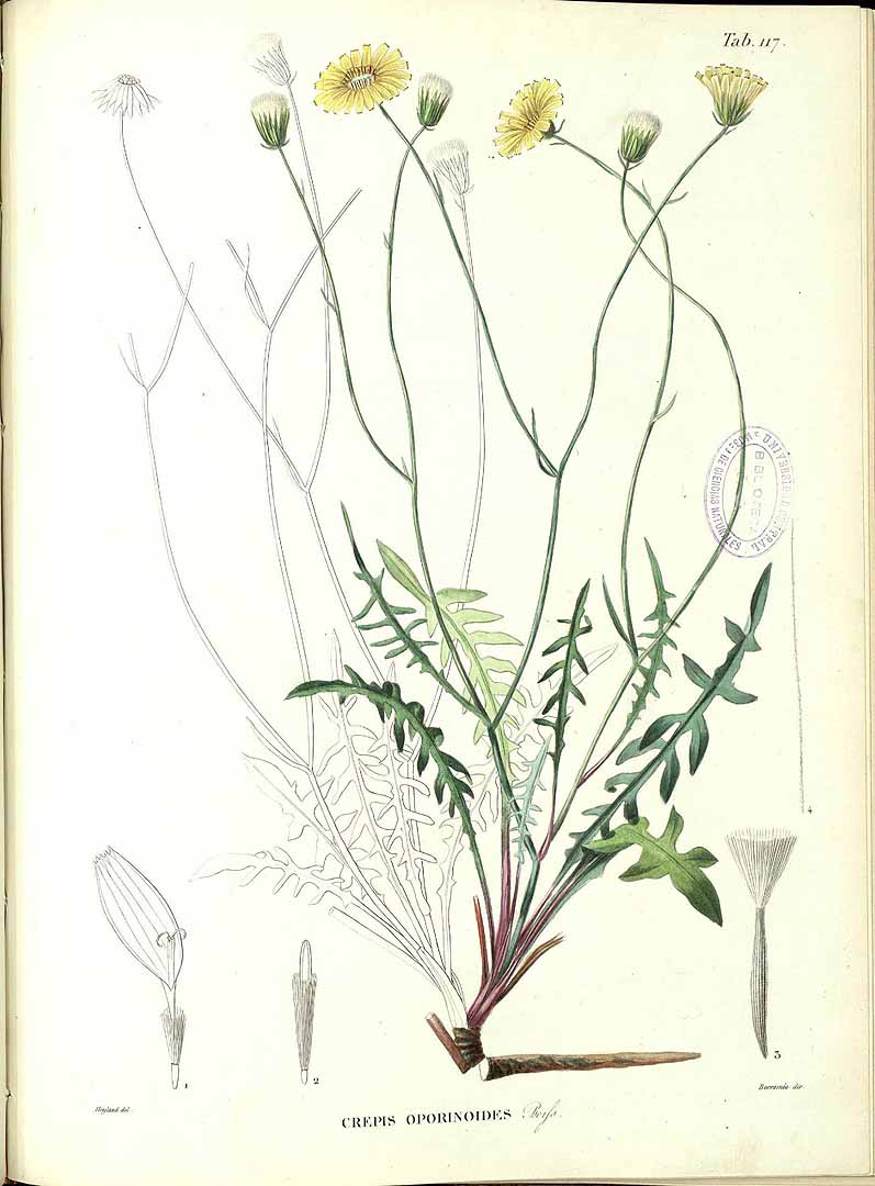 no HD illustration available (3)