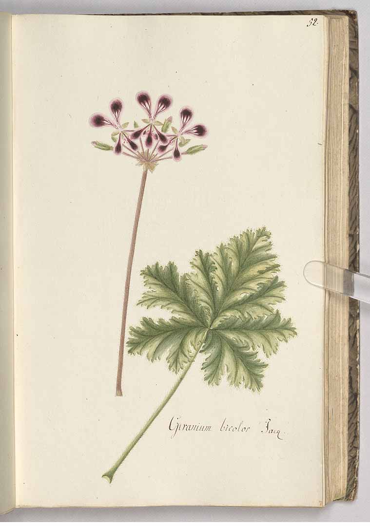 no HD illustration available (3)