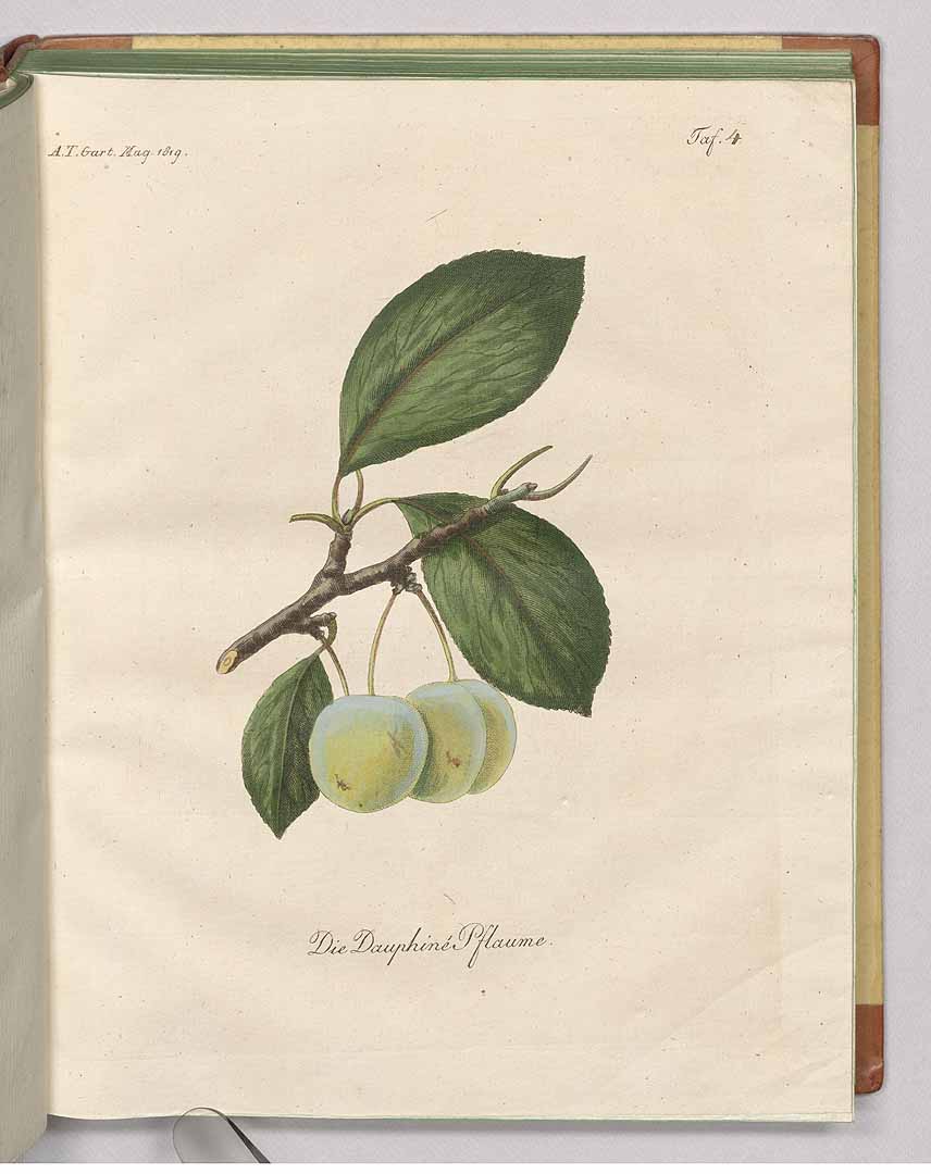 no HD illustration available (3)