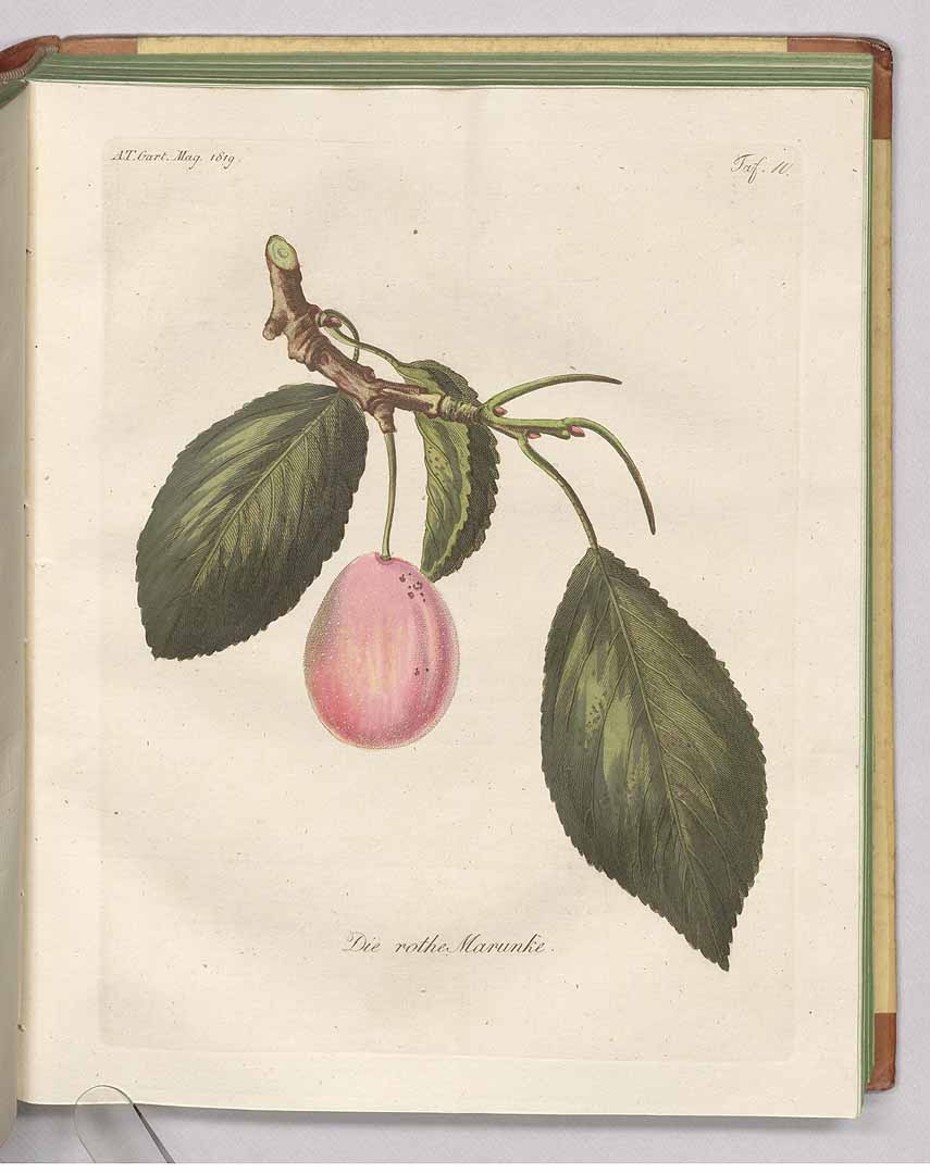 no HD illustration available (3)