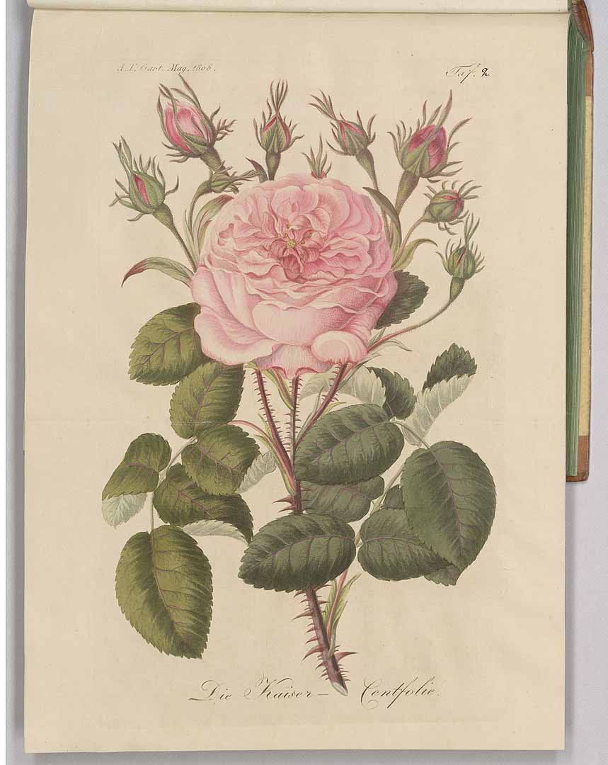 no HD illustration available (3)