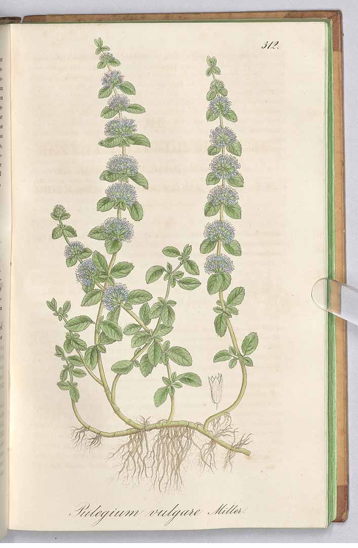 no HD illustration available (3)