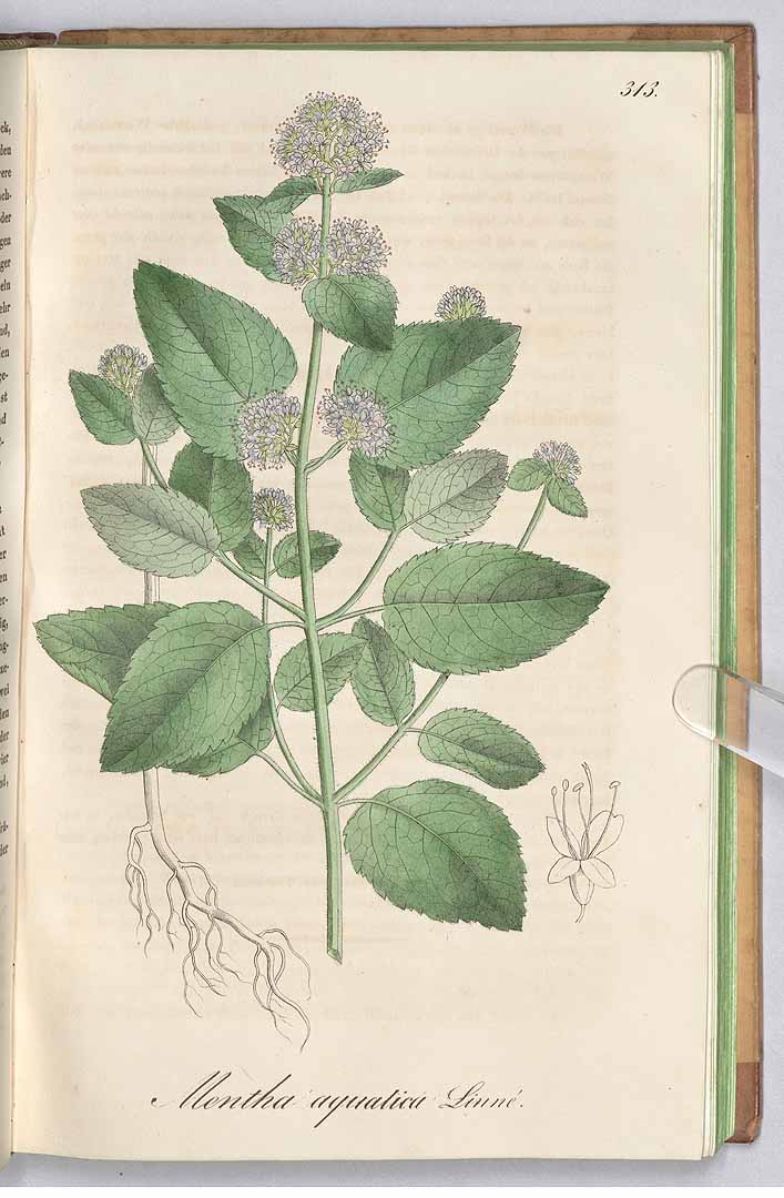 no HD illustration available (3)