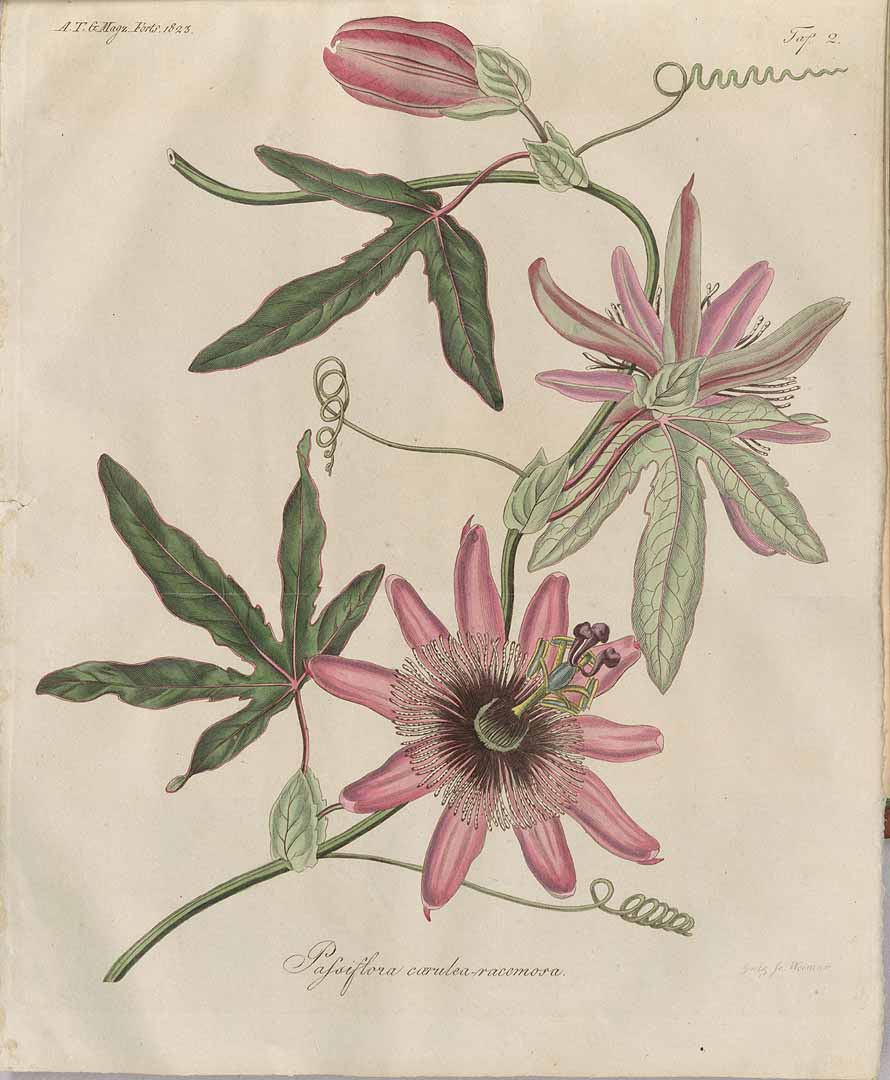 no HD illustration available (3)