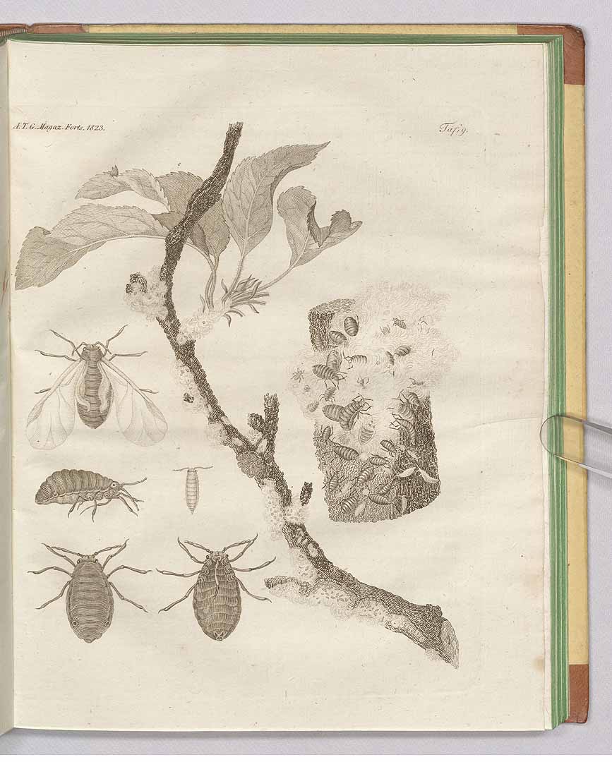 no HD illustration available (3)