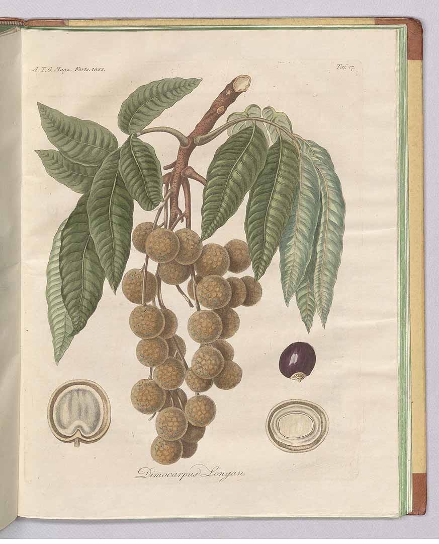 no HD illustration available (3)